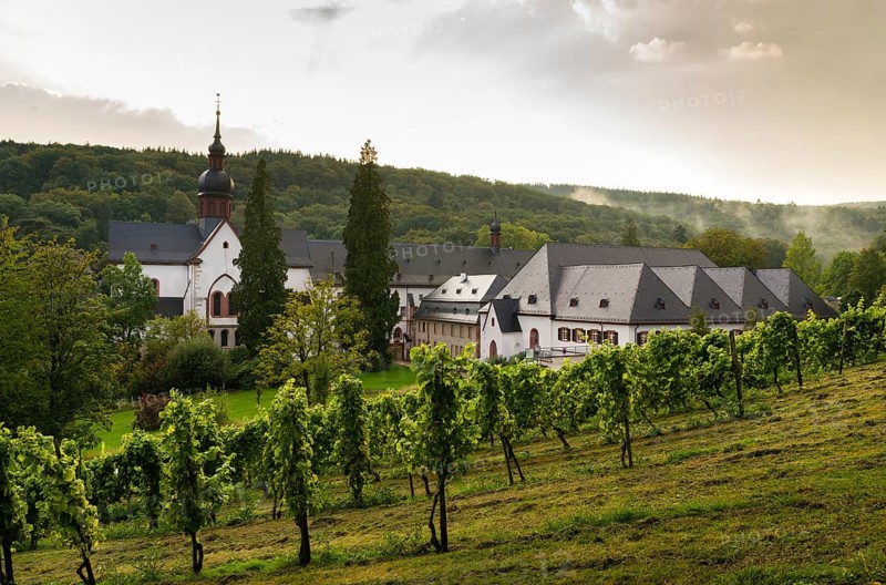Vineyard