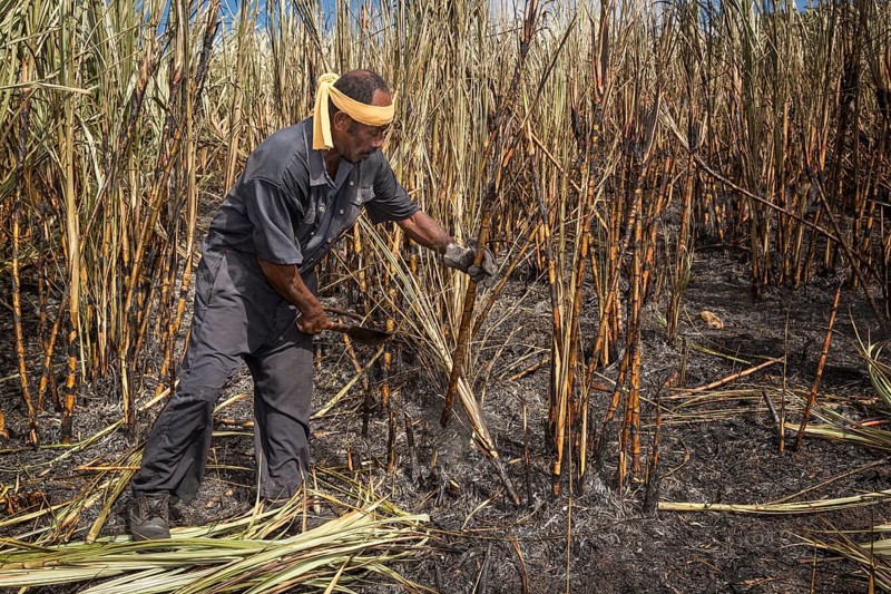 Worker harvesting sugar cane by hand