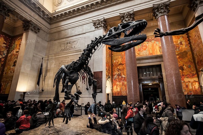 Skeleton of an Allosaurus