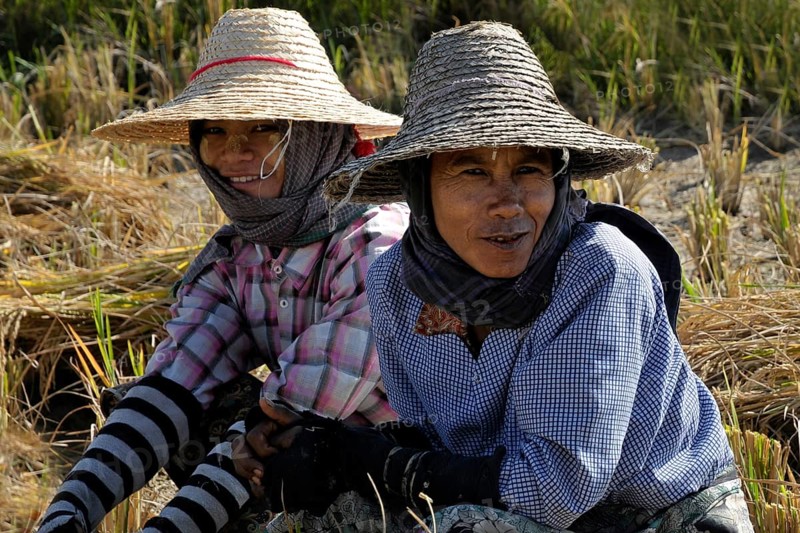 Two women in rice field