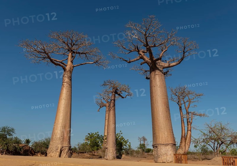 Baobab Avenue (Adansonia grandidieri) in West Madagascar