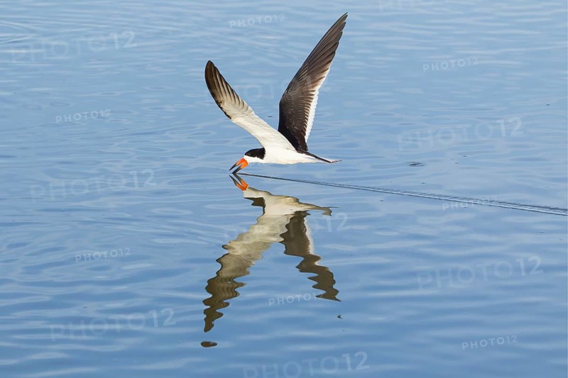 Black Skimmer (Rynchops niger)