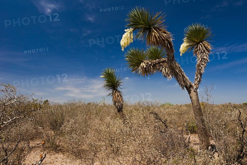 Bioconvex Denticulate Leaf-Yucca (Yucca queretaroensis)