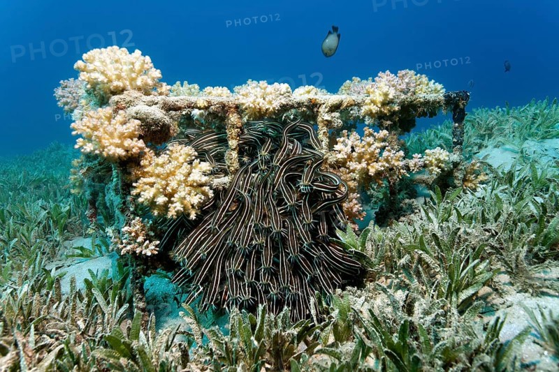 Shoal of Striped eel catfish (Plotosus lineatus)