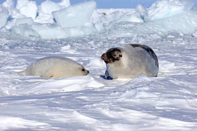 Harp Seal or Saddleback Seal (Pagophilus groenlandicus