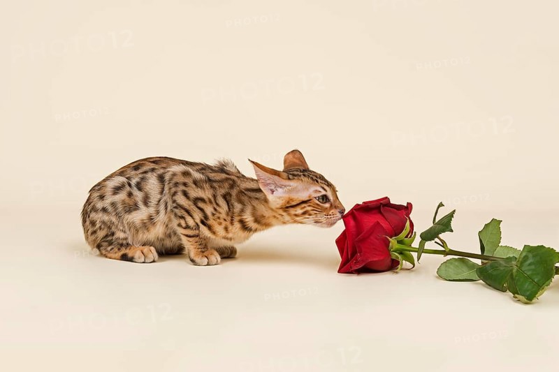 Bengal cat