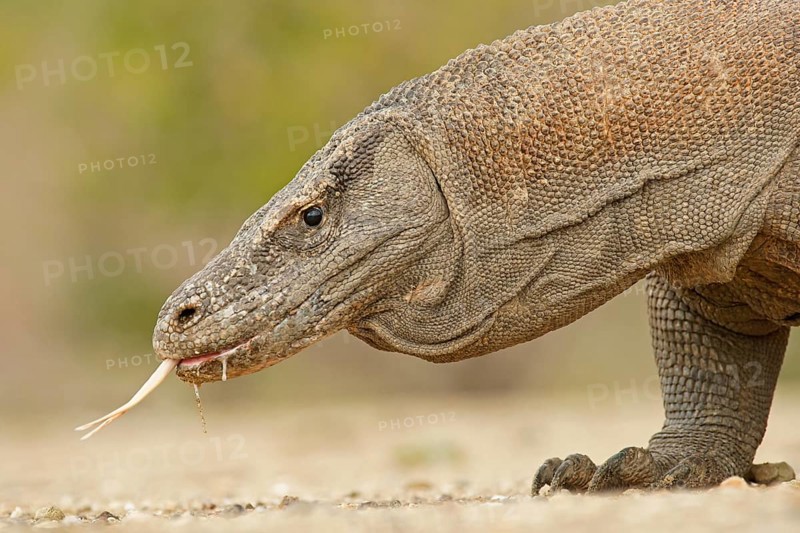 Komodo Dragon (Varanus komodoensis)
