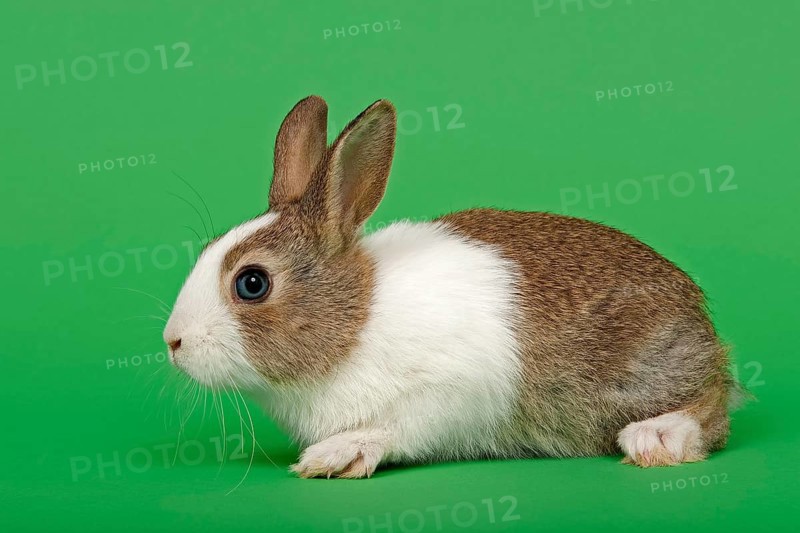 Dutch rabbit