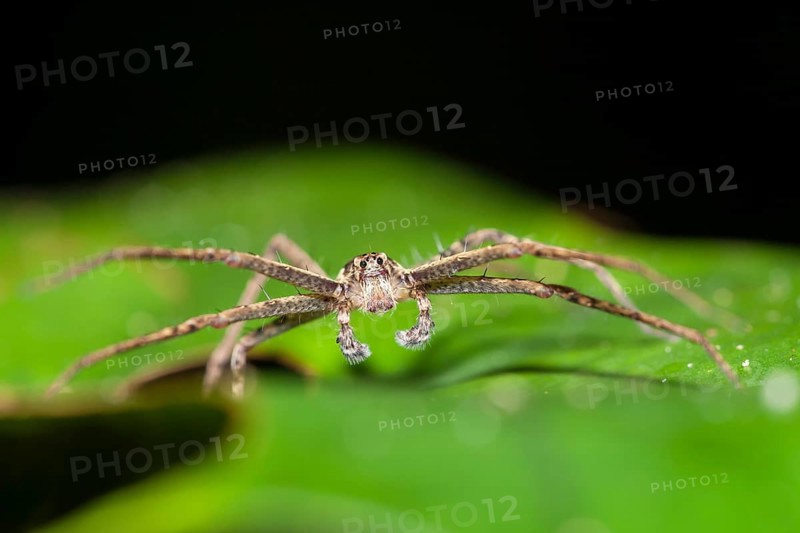 Hunting spider