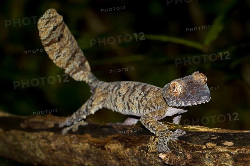 Common Flat-tail Gecko (Uroplatus fimbriatus)