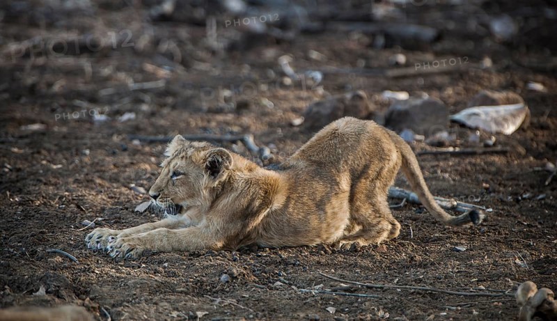 Asiatic lion (Panthera leo persica) cub stretching