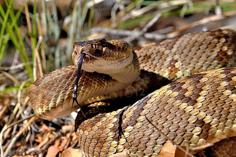 Black-tailed rattlesanke (Crotalus molossus) Chiricahua mountains