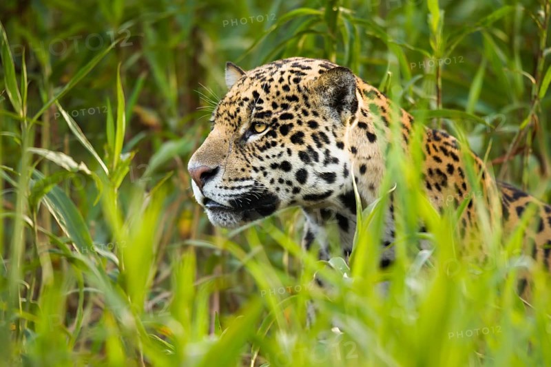 Jaguar (Panthera onca)