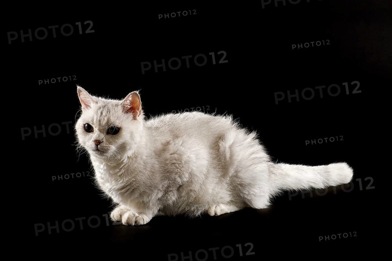 Selkirk Rex cat