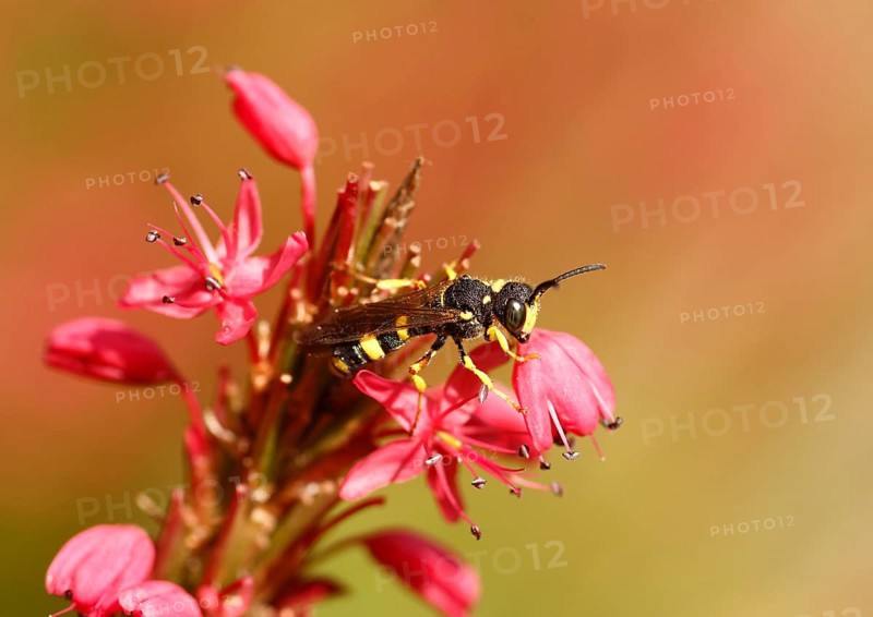 Field Digger Wasp (Mellinus arvensis) on Red Bistort (Polygonum amplexicaule)