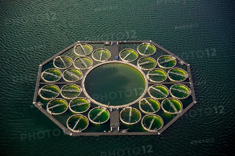 Stechlin Cisco fish farming