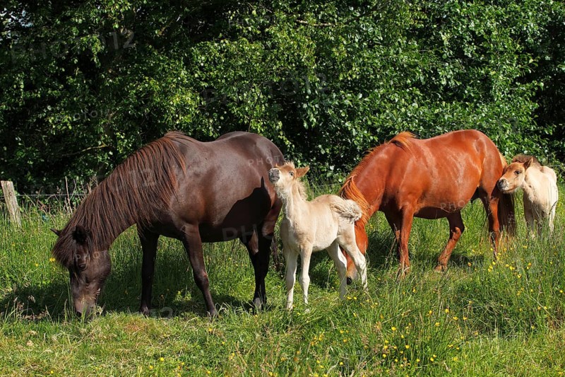 Mares with foals