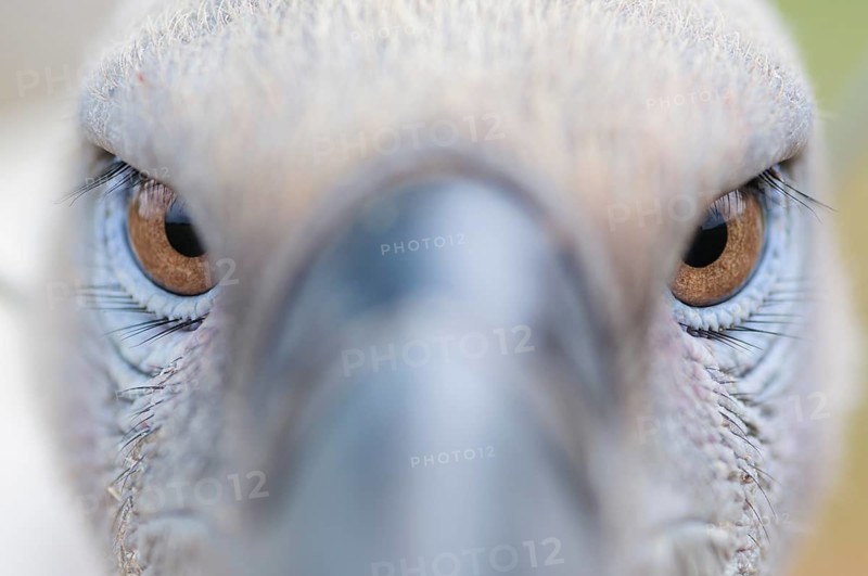Close up