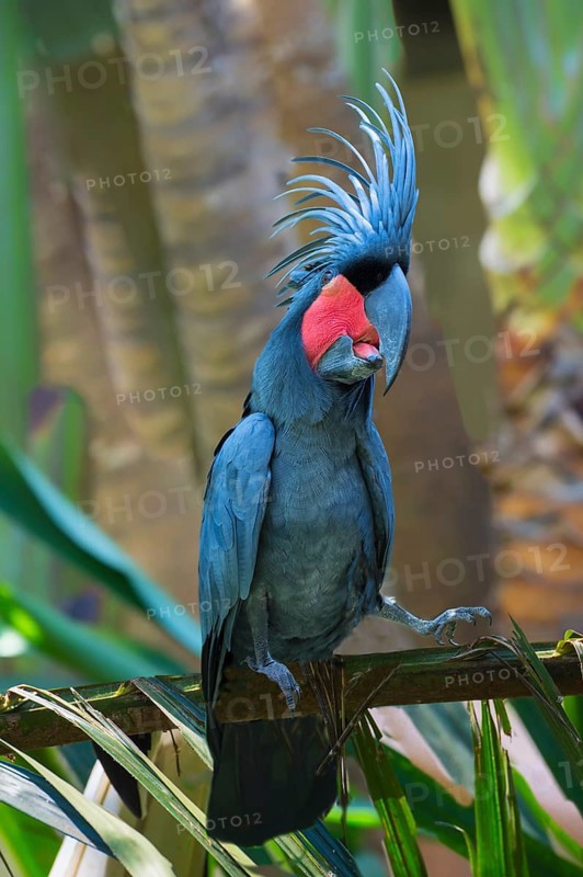 Palm Cockatoo or Great Palm Cockatoo (Probosciger aterrimus)