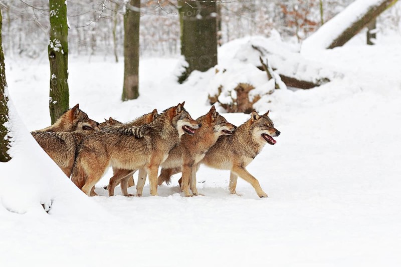 Wolves (Canis lupus) in the snow