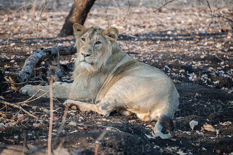 Asiatic lion (Panthera leo persica)