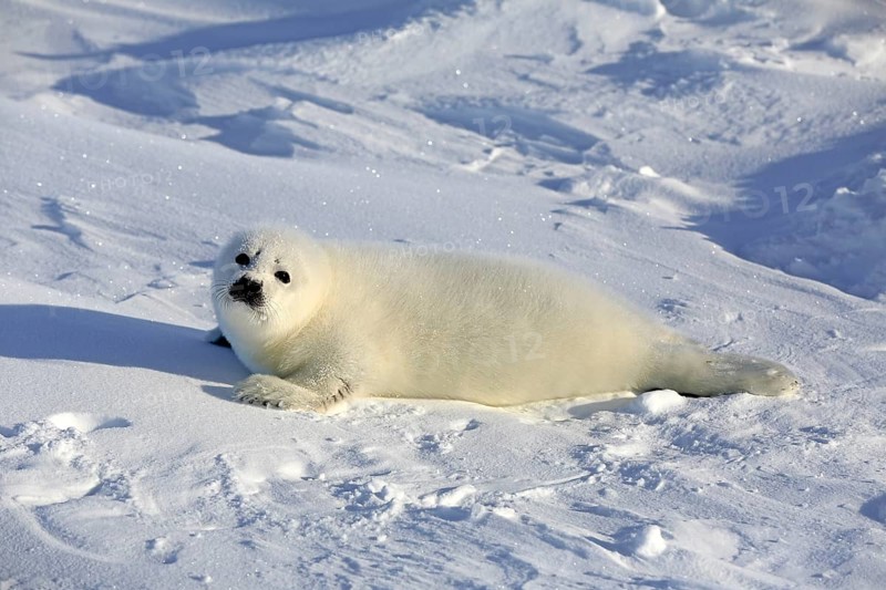Harp Seal or Saddleback Seal (Pagophilus groenlandicus