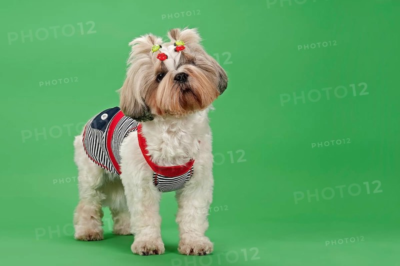 Shih Tzu