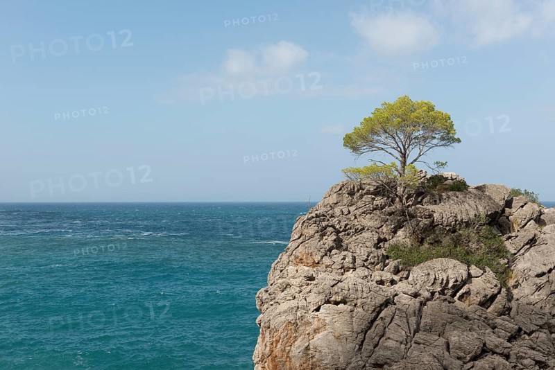 Tree on rock in the region of Torrent De Pareis