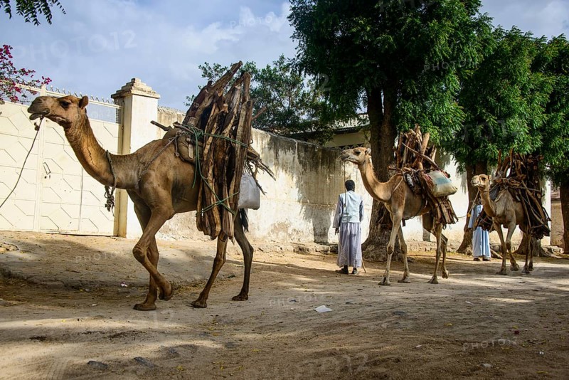 Camel caravan loaded with firewood walking through Keren