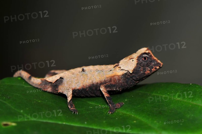 Decary's Leaf Chameleon (Brookesia decaryi) in dry forest