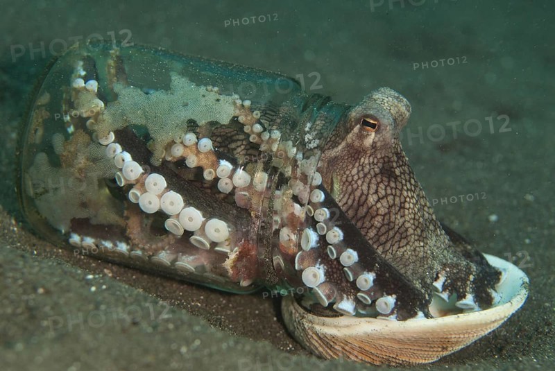 Veined Octopus (Octopus marginatus) in bottle with shell for covering