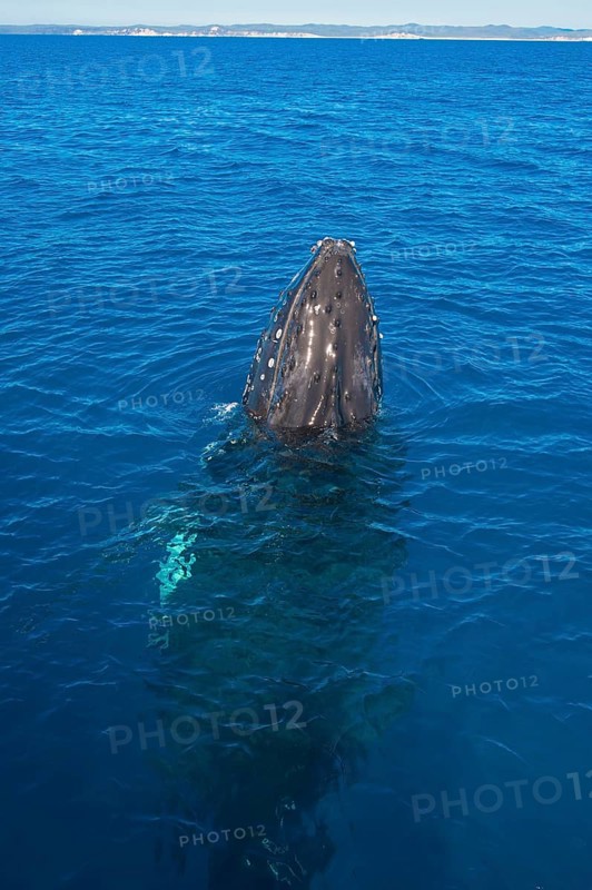 Humpback Whale (Megaptera novaeangliae)