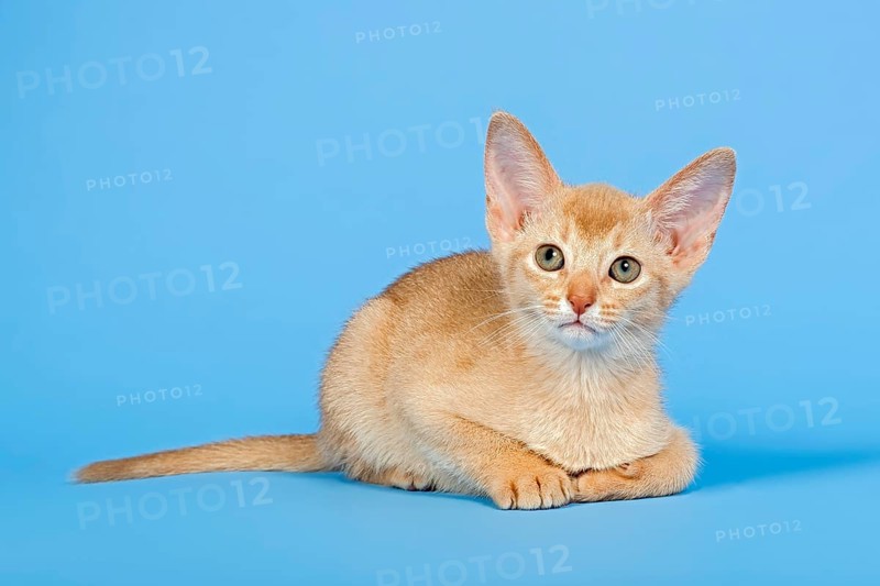 Abyssinian kitten
