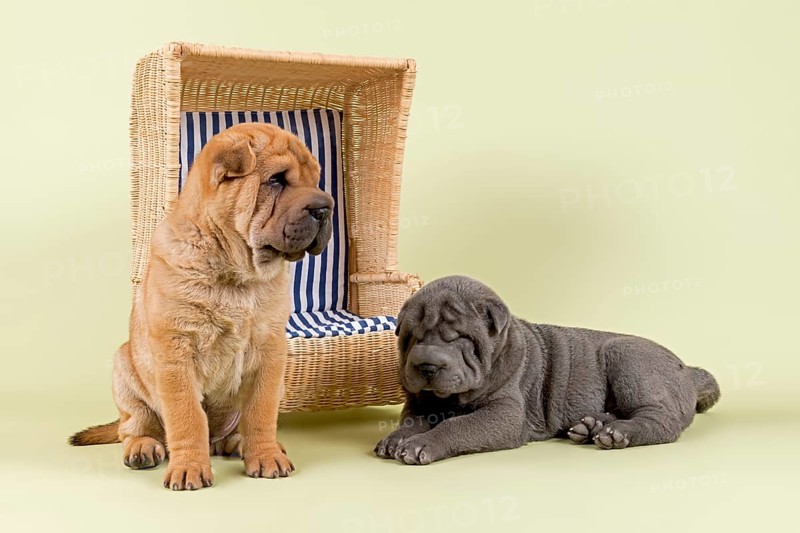 Shar Pei puppies