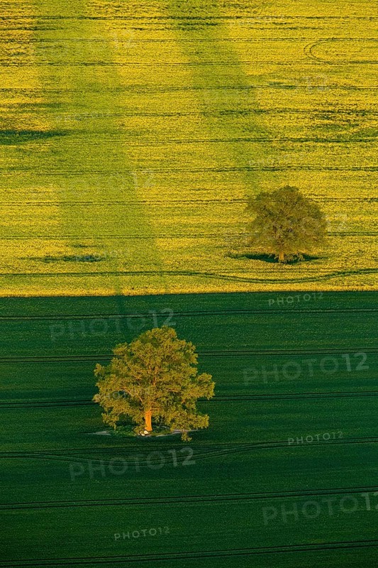 Trees in a green field and a flowering rape feed