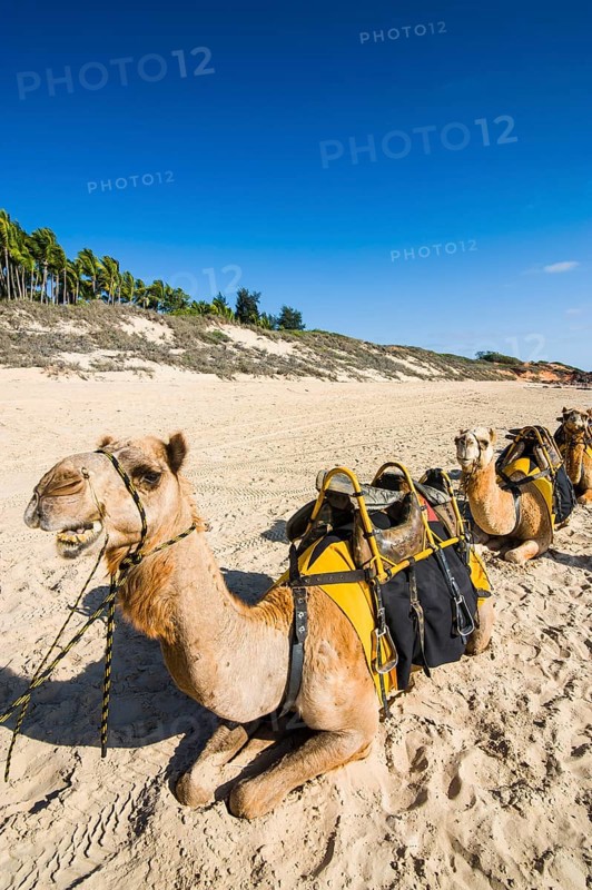 Camels prepared for tourists on Cable Beach