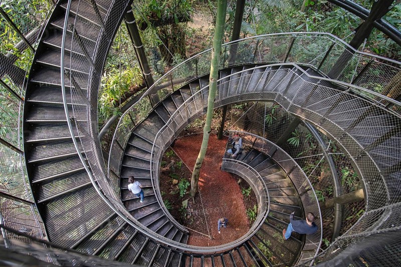 Stairs to the treetops