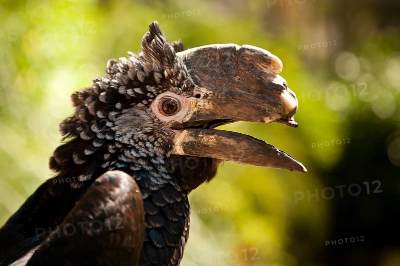 Silvery-cheeked hornbill (Bycanistes brevis)