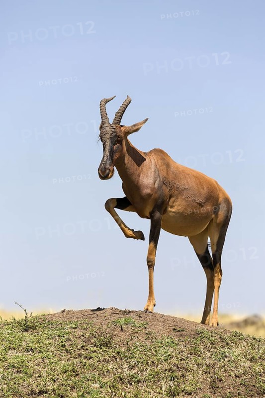 Topi (Damaliscus lunatus jimela)