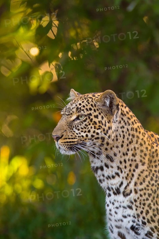 Leopard (Panthera pardus)