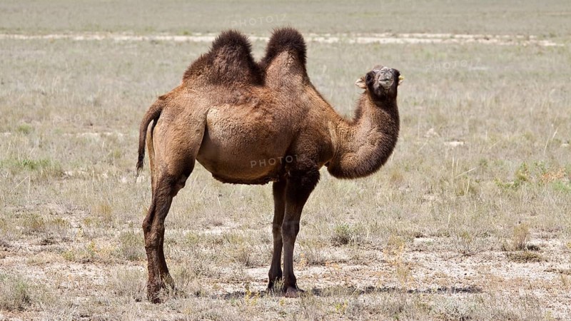 Bactrian Camel (Camelus ferus)