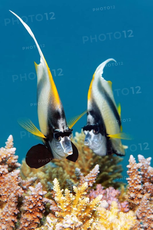 Two Red Sea bannerfish (Heniochus intermedius) over coral reef