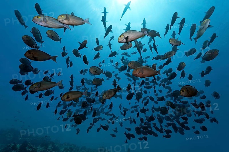 Shoal of Elongate Surgeonfish (Acanthurus mata)
