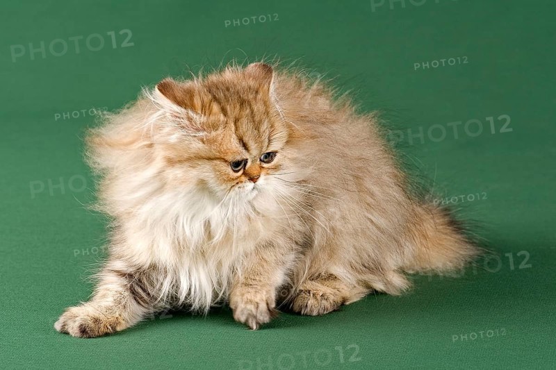 Persian Kitten