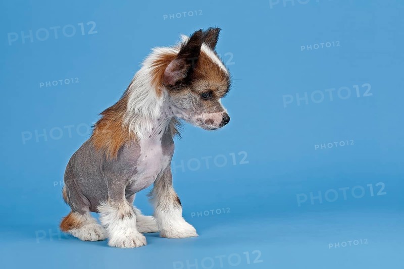 Chinese Crested Dog