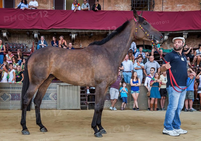 Horse is presented to the spectators and supporters after the Palio di Siena