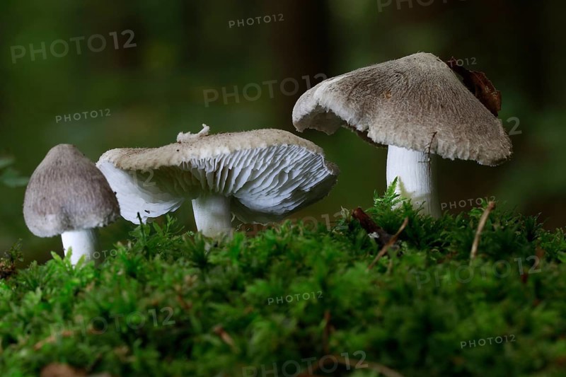 Knackers Crumpet (pluteus salicinus)