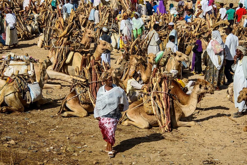 Camels loaded with firewood on the Monday market of Keren
