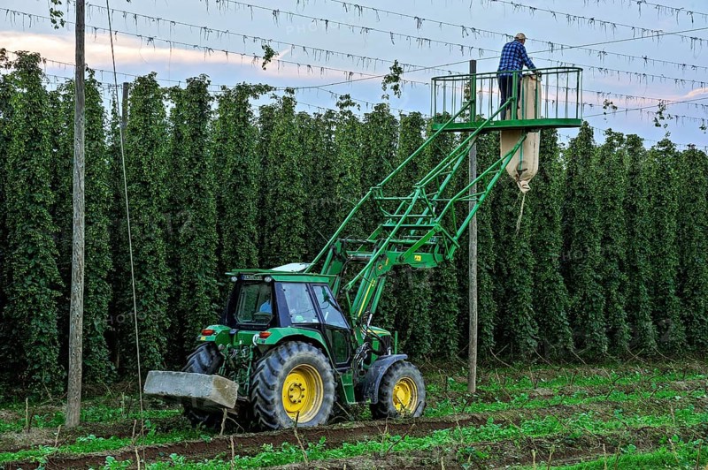 Cleaning of the wire racks after the hop harvest
