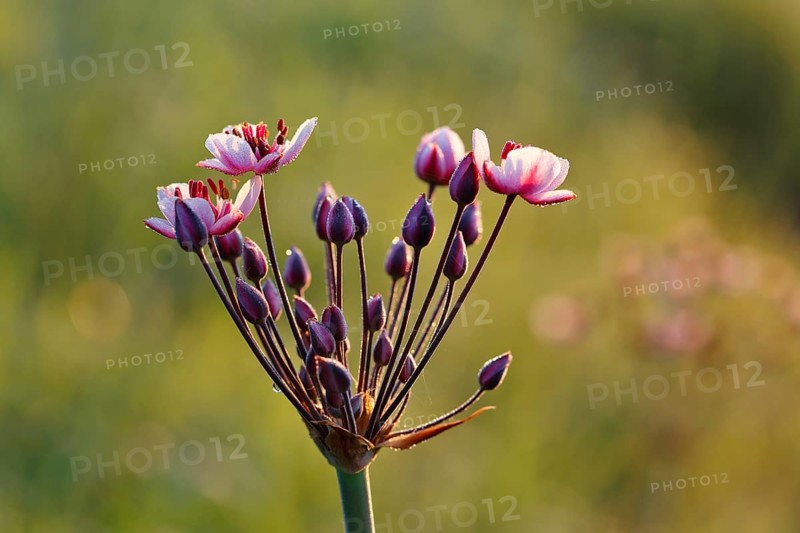 Flowering Rush (Butomus umbellatus)